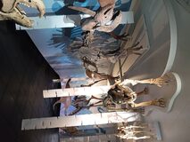 Galerie photo Muséum